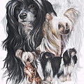 Chinese Crested and Powderpuff Medley