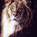 Maestro