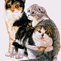 Scottish Fold Collage