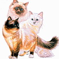 Birman Collage