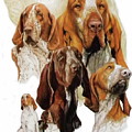 Bracco Italiano Medley