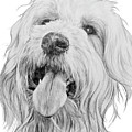 Goldendoodle