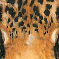 Jaguar Gaze