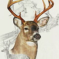 White-Tailed Deer 